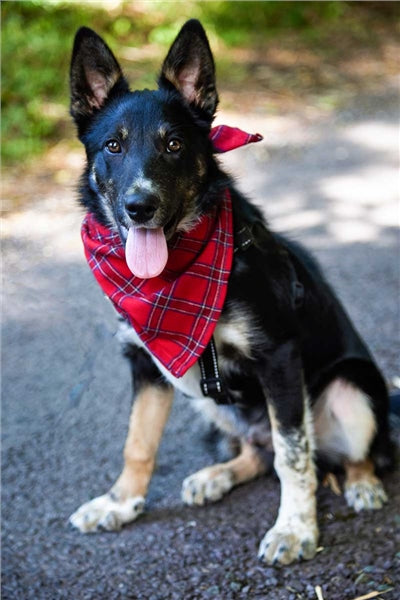 Lee Valley Flannel Dog Bandana - Red Tartan Royal Stewart (LV27) - Medium