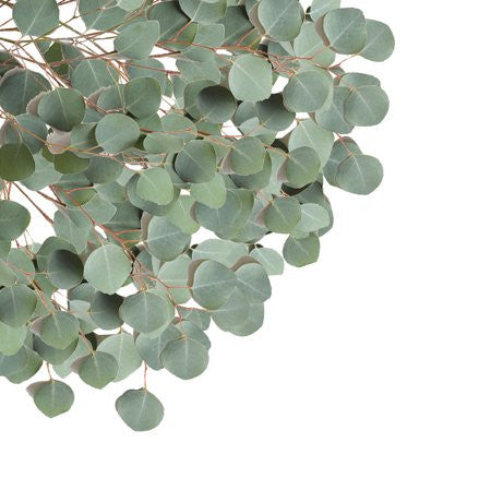 Essential Oil - Eucalyptus-1