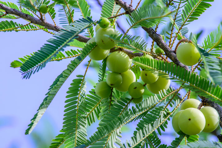 Amla Capsules-5